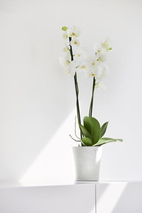 Image du produit Ecopots Morinda