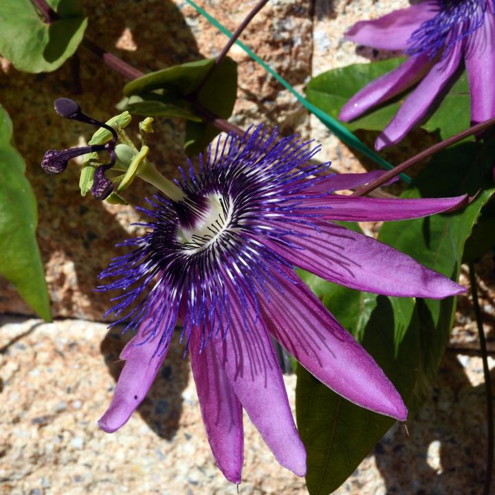 Immagine prodotto Plant in a Box Passiflora hybridum 'Avalanche', Passiflora hybridum 'Pura Vida', Passiflora hybridum 'Purple Haze' (25 cm)