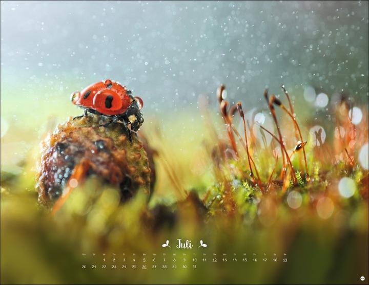 Produktbild Vadim Trunov: Märchenhaftes Waldleben Posterkalender 2026 (44 x 34 cm)