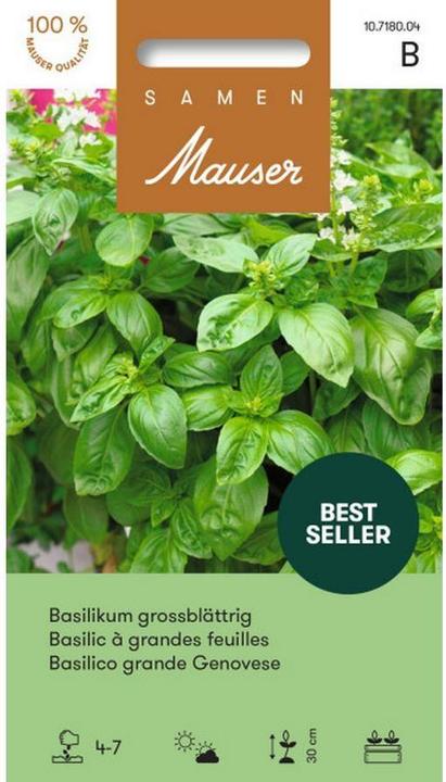 Image du produit Samen Mauser Basilic à grandes feuilles (Graines d'herbes aromatiques)