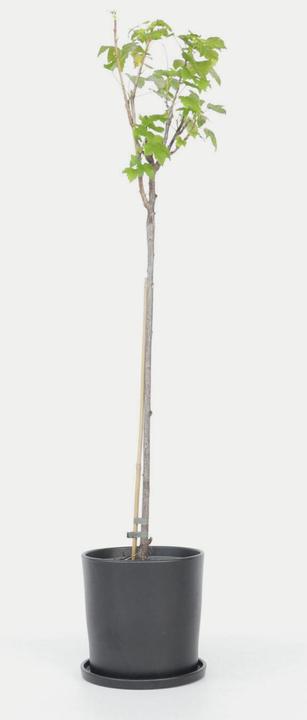 Produktbild Plant in a Box Ribes nigrum Titania - 2er Set Schwarze Johannisbeere (90 cm)