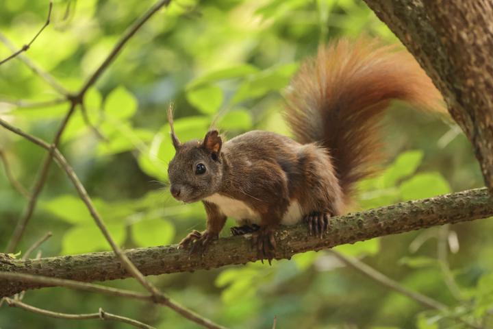 Actual product image Canon RF 100-500mm f/4.5-7.1 L IS USM (Canon RF, full size)