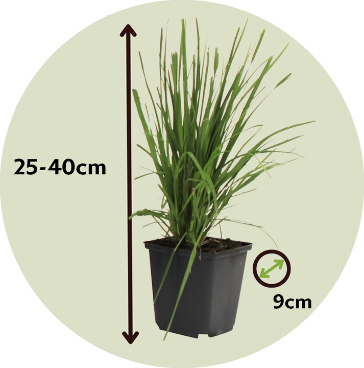 Immagine prodotto Plant in a Box Cortaderia selloana - Set di 3 erbe della pampa (25 cm)