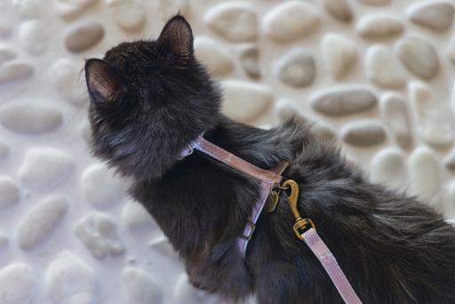 Produktbild Designed by Lotte Katzengeschirr Virante (L, Katze, Spazieren)