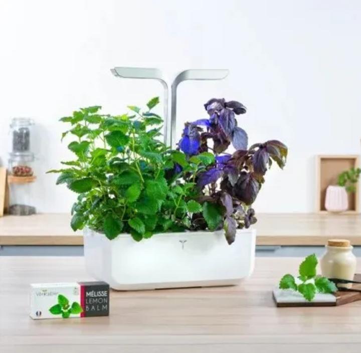 Produktbild Véritable Lingot Lemon Balm (Kräutersamen)