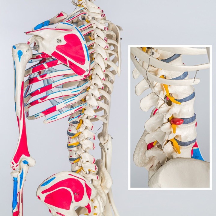 Immagine prodotto tectake Anatomia scheletrica