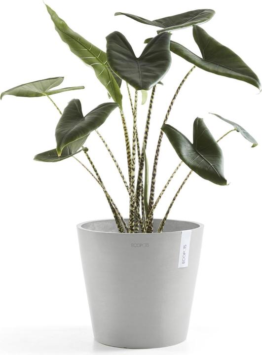 Produktbild Ecopots Amsterdam + Wasserbehälter (30 cm)