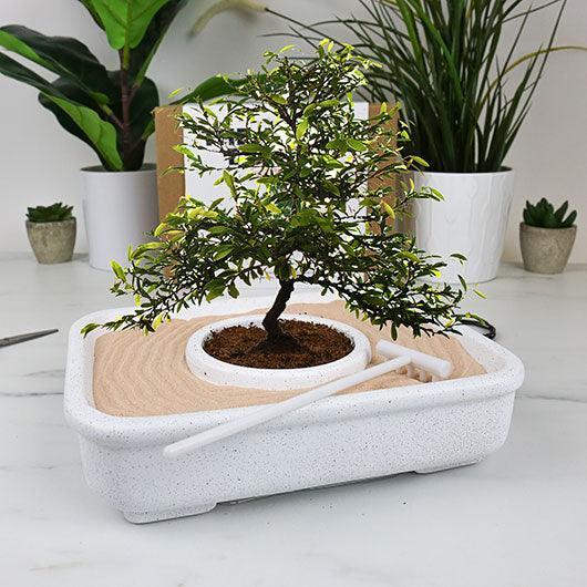 Immagine prodotto Gift Republic Il kit di coltivazione dell'Arte del Bonsai
