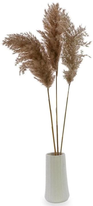 Soli Collection Fleurs séchées Herbe de la pampa, set de 3, couleurs naturelles (Herbe de la pampa)