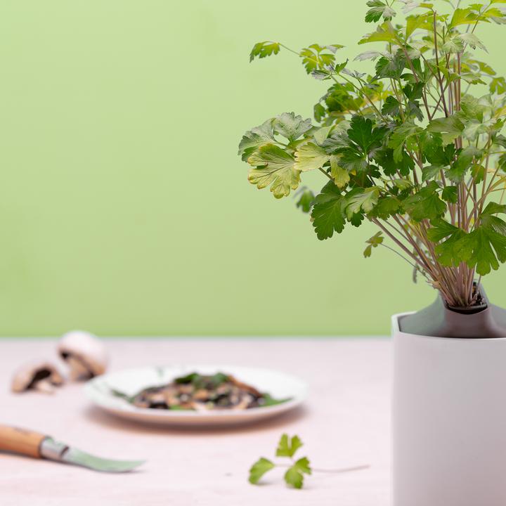 Produktbild Prêt à Pousser Petersilie (Kräutersamen)