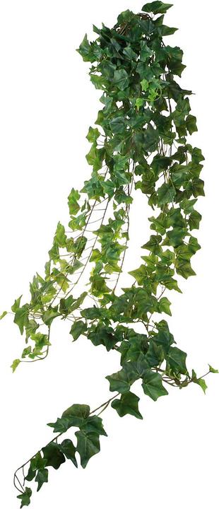 elefantenfuß kaufen 150 cm Beaucarnea Recurvata ⭥50cm – Elefantenfuß main image 0