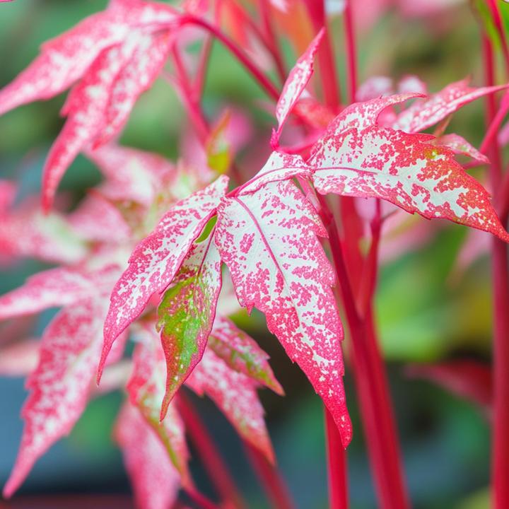 Produktbild Plant in a Box Acer conspicuum 'Red Flamingo' - Japanischer Ahorn (50 cm)