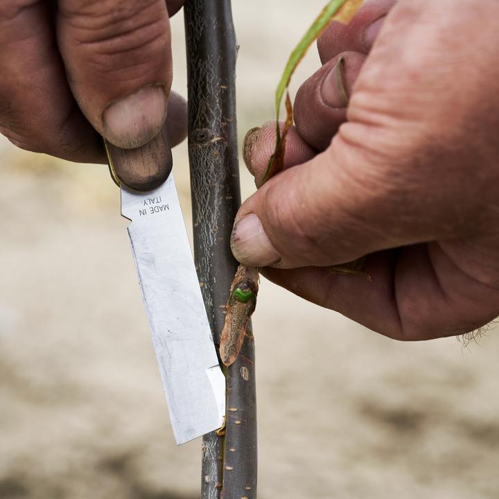 Image du produit Felco 512 Veredelungs- und Knospungsmesser