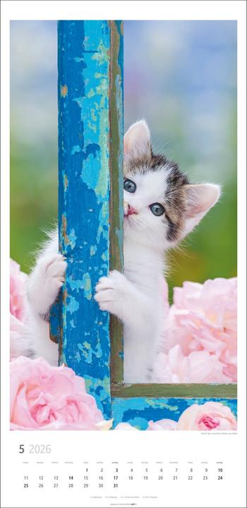 Produktbild Katzen Kalender 2026 (33 x 68 cm)