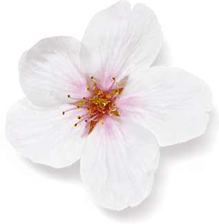 Actual product image Rituals The Ritual of Sakura (250 ml)