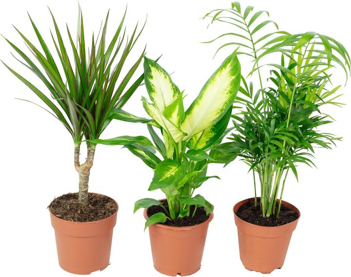 Flowerbox 3er-Set Zimmerpflanzen Chamaedorea, Dieffenbachie, Dracaena (30 cm)