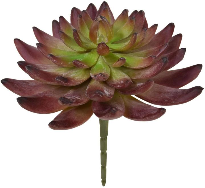 Botanic-Haus Kunstpflanze Echeveria Kaktus 14 cm, Produkttyp (14 cm)