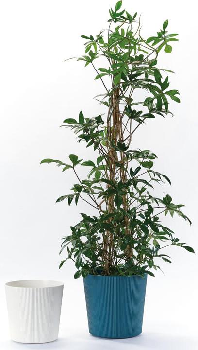 Produktbild Euro3plast Blumentopf Fyre Ø 30 cm weiss Greener, mit Rollen