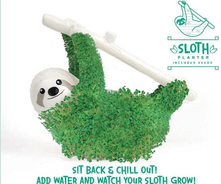 Actual product image TOP Chia sloth