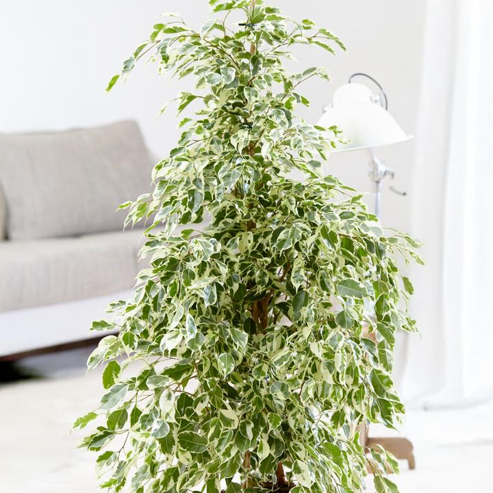 Produktbild Plant in a Box Ficus Benjamina Twilight - Geigenpflanze (100 cm)