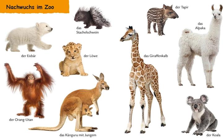 Immagine prodotto Kennst du Zootiere (Tedesco)