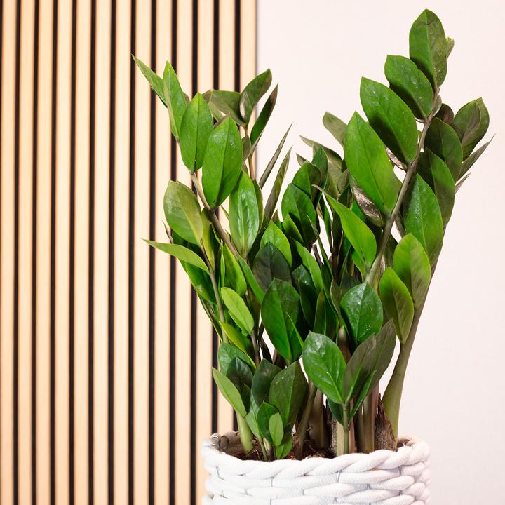 Produktbild Flowerbox Glücksfeder - Zamioculcas zamiifolia (55 cm)