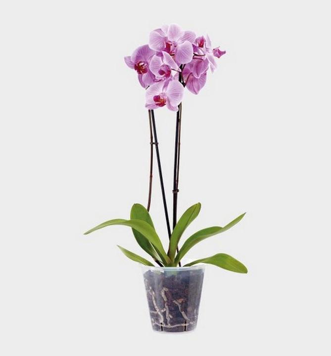 Image du produit Stewart Pot de culture transparent