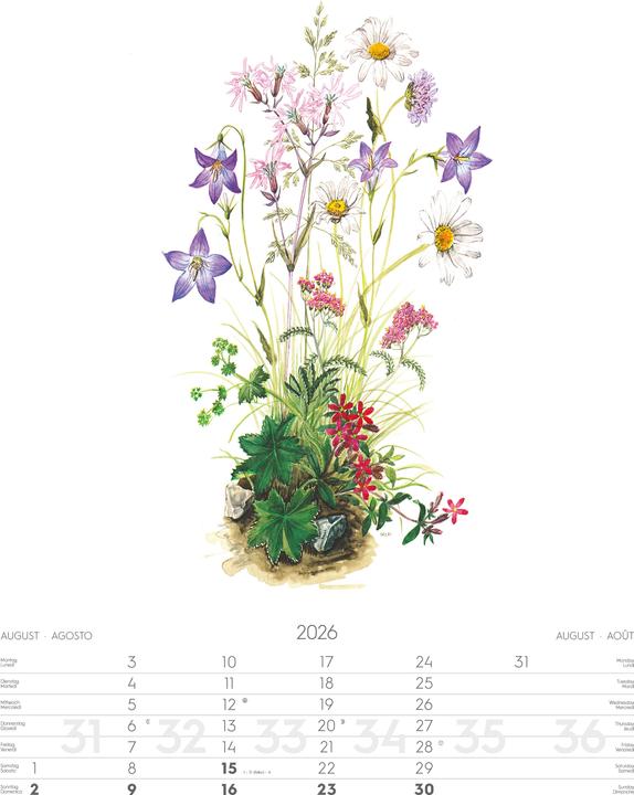 Produktbild Alpenblumen-AquarelleKalender2026