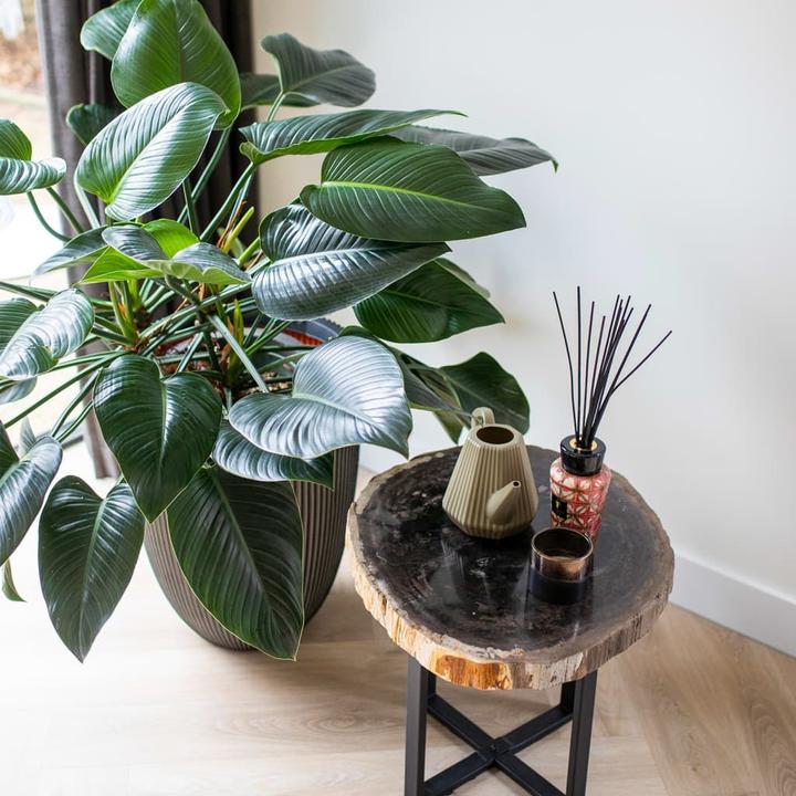 Produktbild Capi Romain (34 x 46 cm)