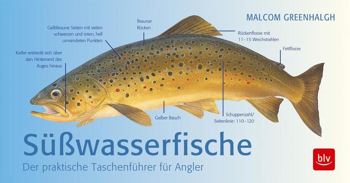 Süsswasserfische (19 cm)