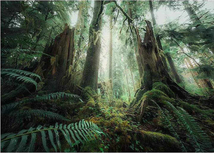 Image du produit Ravensburger En forêt (Nature edition) (1000 pièces)