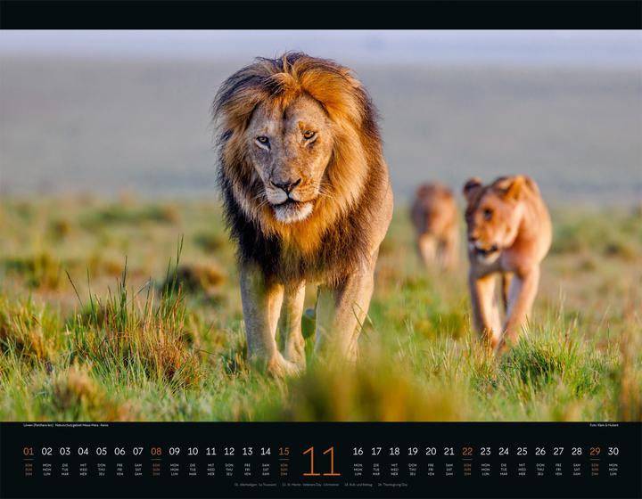 Image du produit Wildes Afrika Kalender 2026 (54 x 42 cm, Couverture rigide, Anglais, Français, Allemand)