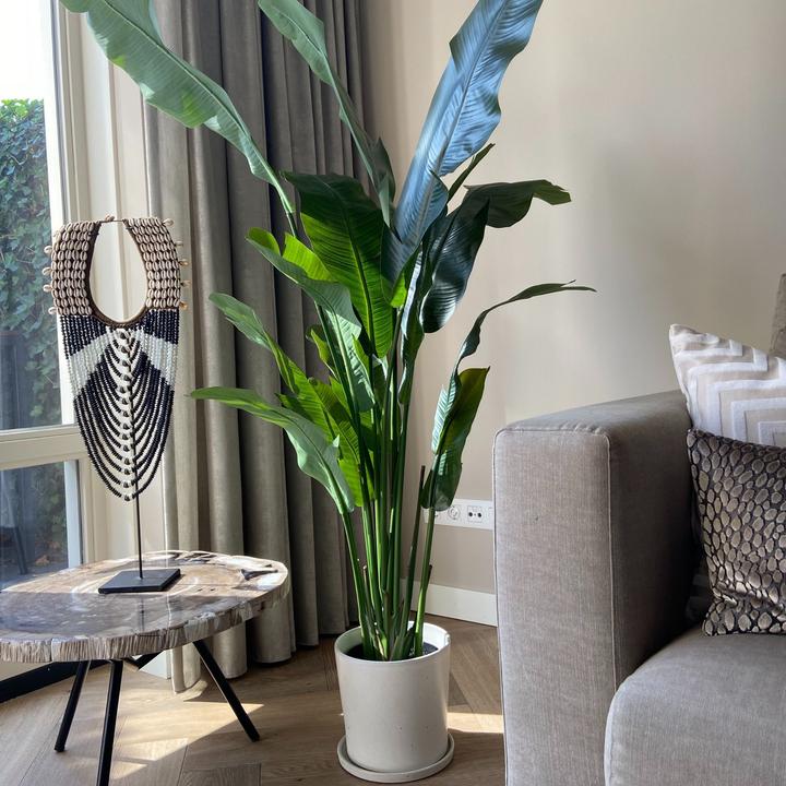 Immagine prodotto Plant in a Box Strelitzia - (160 cm)