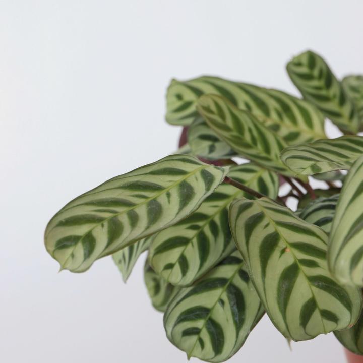 Produktbild Plant in a Box Ctenanthe Amablis Burle-marxii - 2er Set Korbmarante (30 cm)