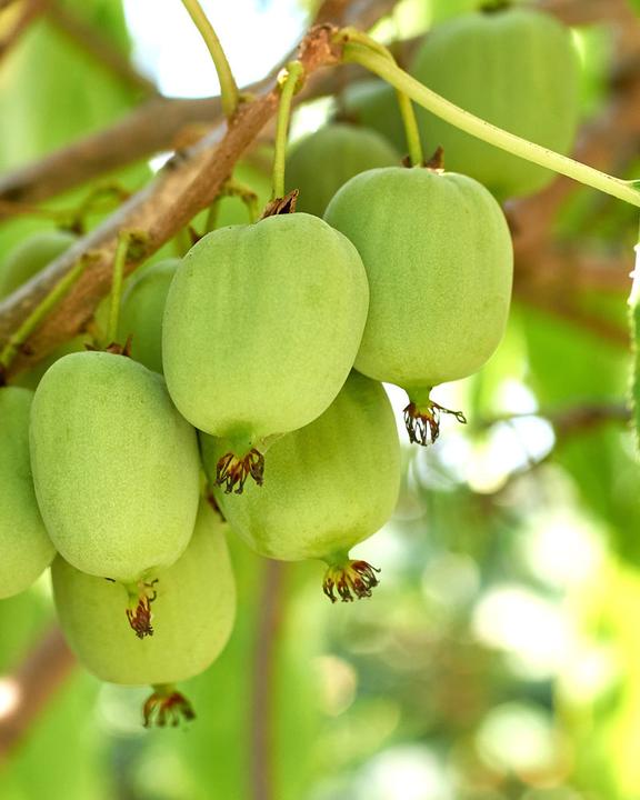 Actual product image feey Mini-Kiwi (500 cm)