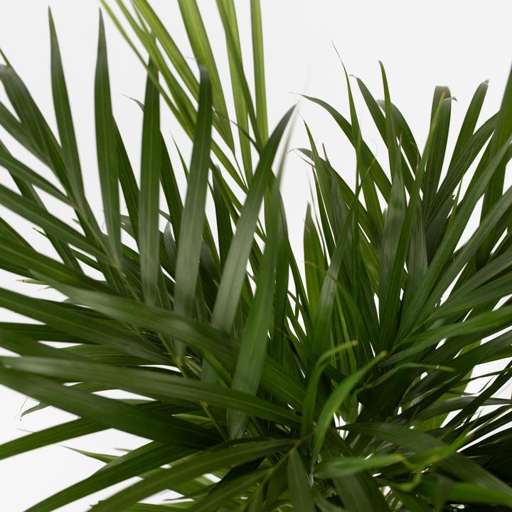 Actual product image Plant in a Box Spathiphyllum, Areca - 2 mix air purifying plants (60 cm)