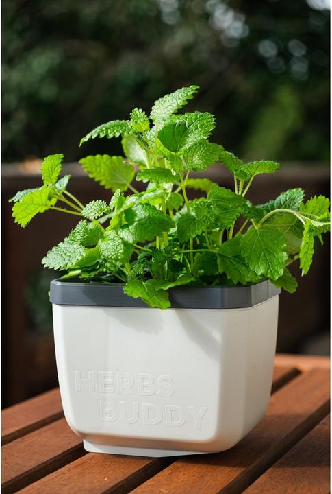 Actual product image Gusta Garden Herbs Buddy Set (49 x 15 x 14.50 cm)