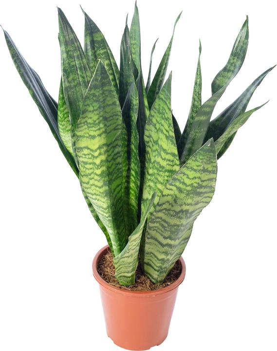 Immagine prodotto Flowerbox Canapa dell'arco - Sansevieria zeylanica (65 cm)