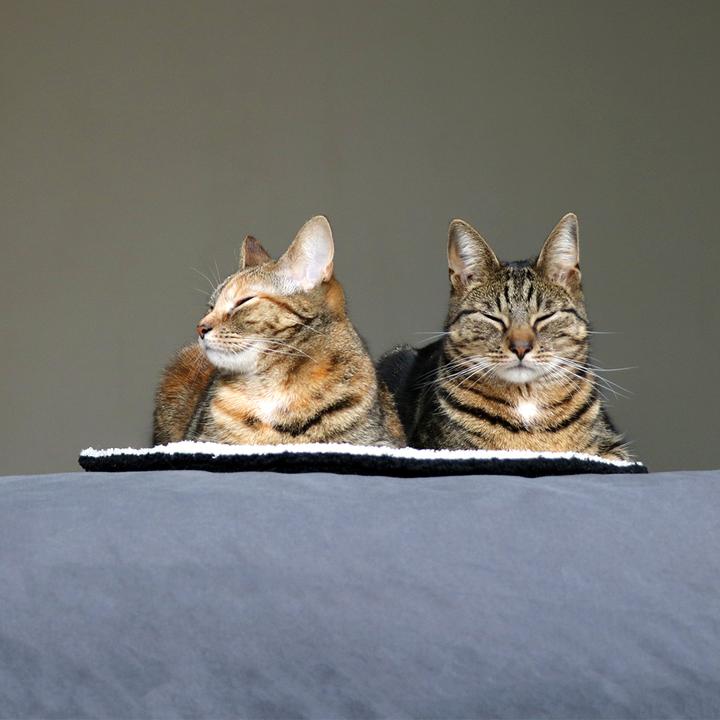 Produktbild D&D Maeve (Katze)