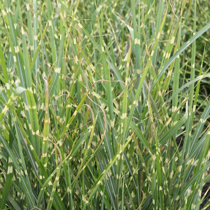 Immagine prodotto Zulauf Canna cinese / Miscanthus si. Zebrino (50 cm)