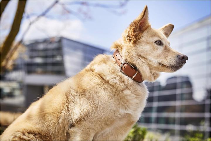 Image du produit Laboni Collier Nappa Amici M (M, Chien, Général)