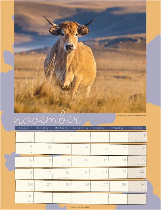 Produktbild Kuh Kalender 2026 (30 x 39 cm)