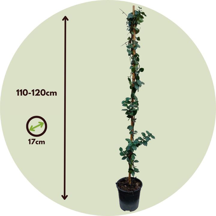 Actual product image Plant in a Box Trachelospermum jasminoides Star of Toscane - Star jasmine (110 cm)