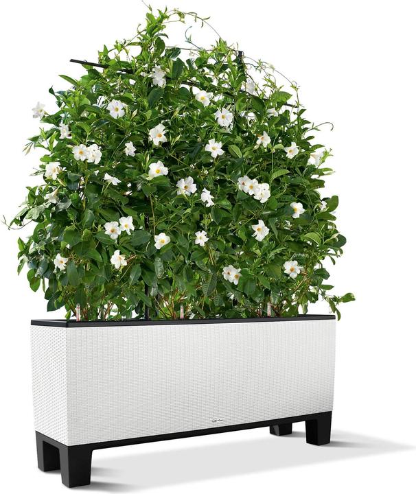 Actual product image Lechuza Trio Cottage 30 Plinth (98 x 30 x 15 cm)