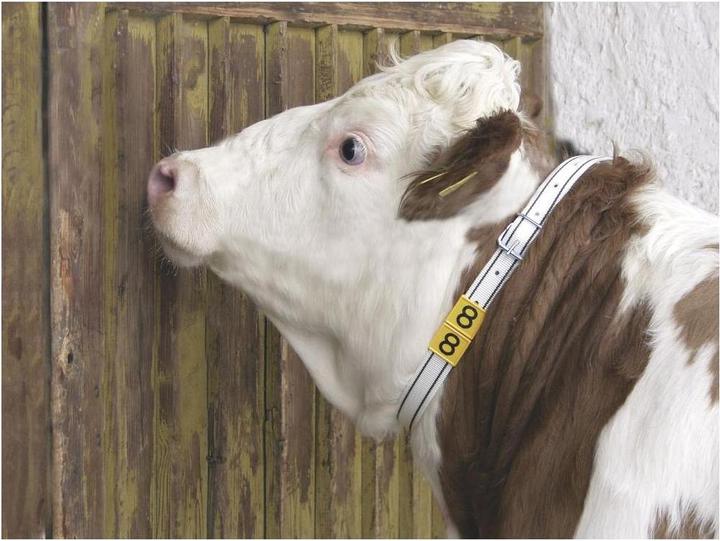 Produktbild Kerbl Halsmarkierungsband mit Rollschnalle –