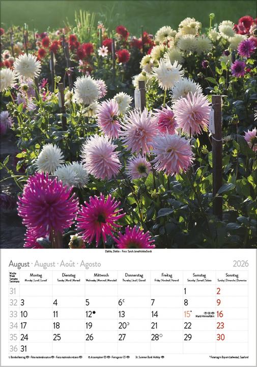 Produktbild Bltenzauber 2026