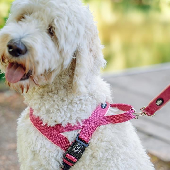 Actual product image Nobby Norwegian harness Classic Preno (L, M, Dog, General)