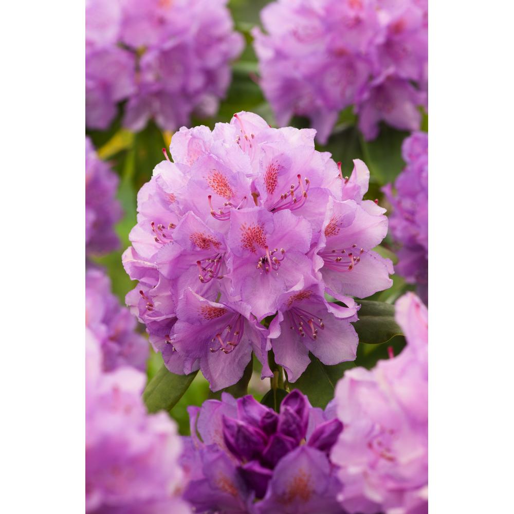 Thumbnail - Plant in a Box, Pflanzen, Rhododendron catawbiense purple, Cunningham's White, Elegans Pink - 6er Set Gartenpflanzen (25...