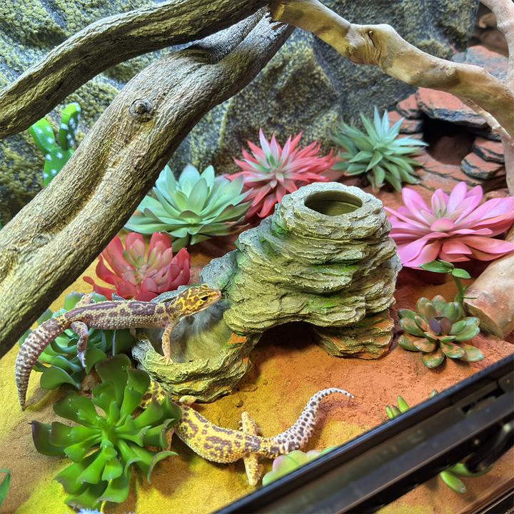 Actual product image EBI Terra Della Sedum