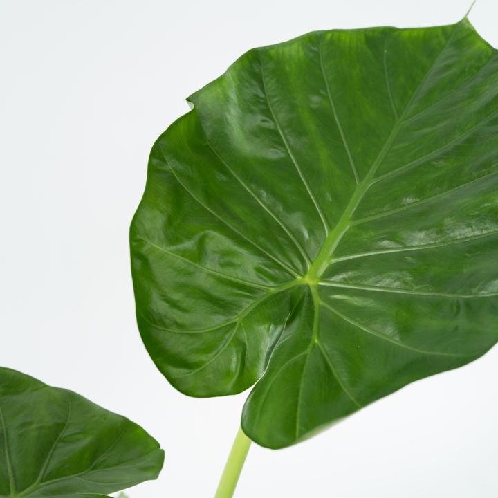 Actual product image Plant in a Box Alocasia macrorrhizos - Set of 4 Giant Ear (60 cm)